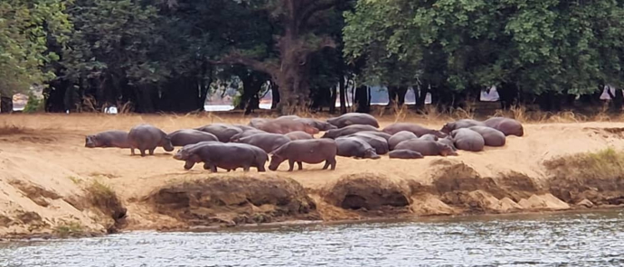 Mana River Camp Hippo Pod On Land Mana River Camp Hippo Pod On Land