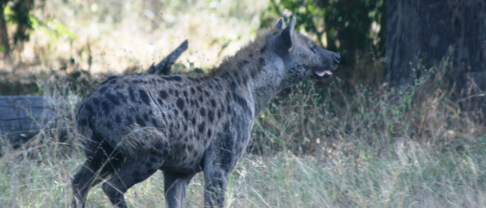 Machab Safaris Zimbabwe Verneys Hyena Machab Safaris Zimbabwe Verneys Hyena