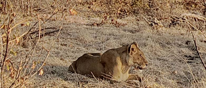 Lioness Next To Road.jpg Lioness Next To Road.jpg