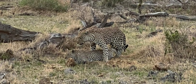 Machaba Gomoti Plains Camp November Sightings Leopard Mating Pair Machaba Gomoti Plains Camp November Sightings Leopard Mating Pair