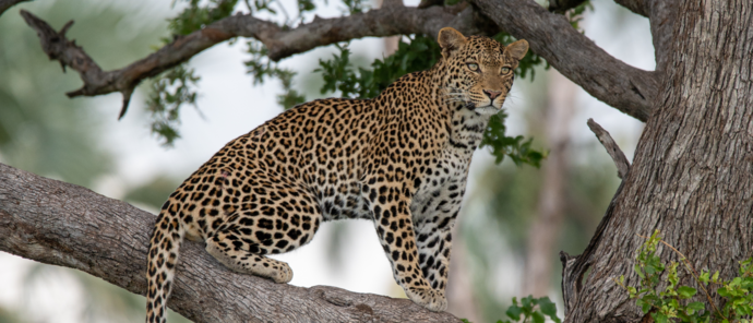Machaba Gomoti Plains Camp Wildlife Sightings February 2026 Leopard In A Tree