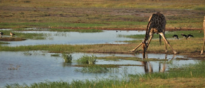 Botswana Chobe Ngoma Safari Lodge Sightings Giraffe 2019 October Botswana Chobe Ngoma Safari Lodge Sightings Giraffe 2019 October
