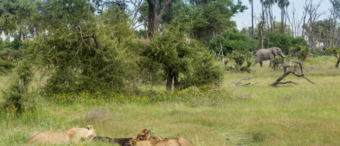 Machaba Botswana Okavango Delta Gomoti Plains Sightings February 2020 Lion Pride Machaba Botswana Okavango Delta Gomoti Plains Sightings February 2020 Lion Pride