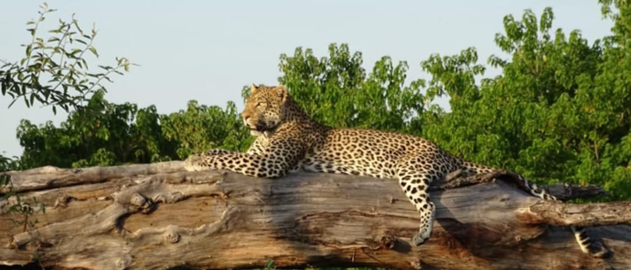Botswana Gomoti Camp Okavango Delta Leopard