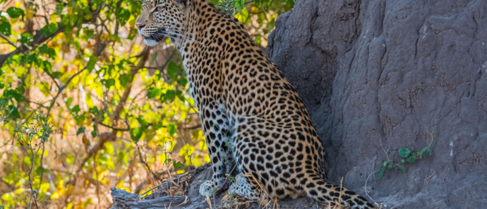 Leopard Atop Termite Mound.jpg Leopard Atop Termite Mound.jpg
