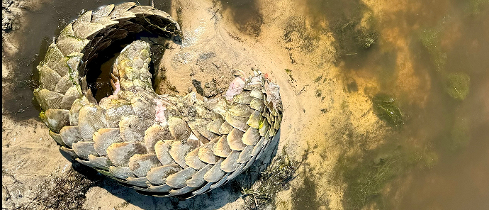 Machaba Kiri Camp October Sightings Pangolin Machaba Kiri Camp October Sightings Pangolin