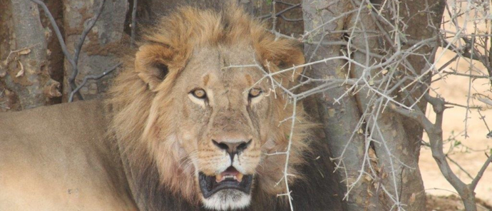Male lion laying underneath a tree