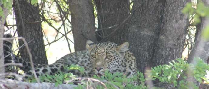 Leopard sitting in a tree