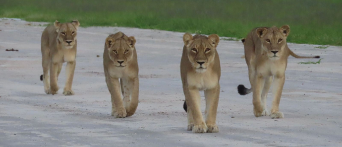 Four lionesses on an airstrip near Gomoti Plains Camp Four lionesses on an airstrip near Gomoti Plains Camp