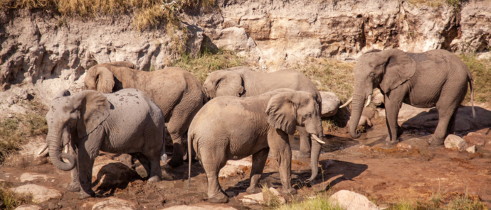 Machaba Deteema Springs Camp Wildlife Sightings May 2025 Massive Elephants Spotted On Safari Machaba Deteema Springs Camp Wildlife Sightings May 2025 Massive Elephants Spotted On Safari