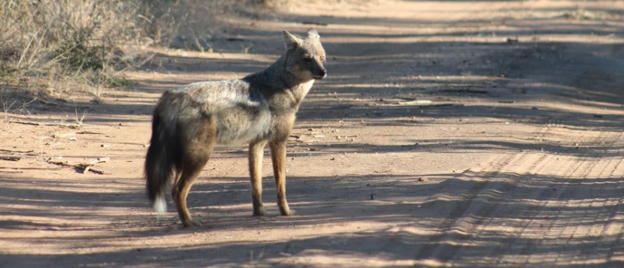 Machaba Deteema Springs Camp Wildlife Sightings July 2025 Side Striped Jackal Machaba Deteema Springs Camp Wildlife Sightings July 2025 Side Striped Jackal