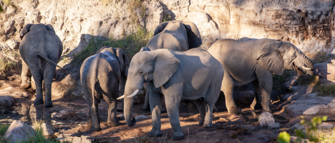 Machaba Deteema Springs Camp Wildlife Sightings June 2026 Elephants In Front Of Deteema