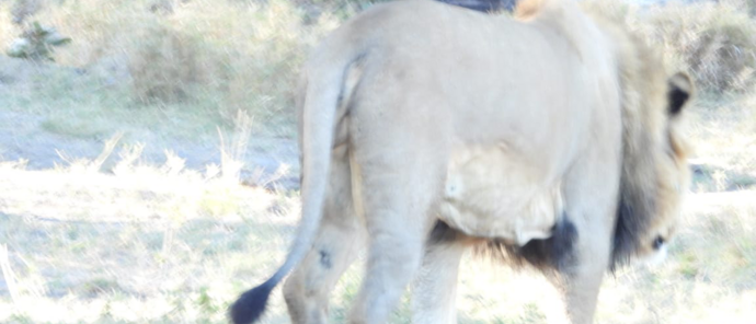 Machaba Kiri Camp Wildlife Sightings July 2026 Male Lion On The Plains