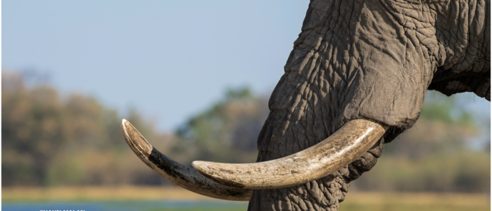 Machaba Botswana Okavango Delta Machaba Camp Sightings February 2020 Elephant Machaba Botswana Okavango Delta Machaba Camp Sightings February 2020 Elephant