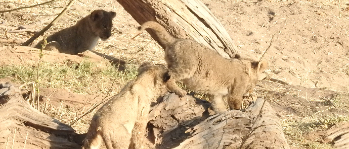 Machaba Deteema Springs Wildlife Sighting Lion Cubs Playing Machaba Deteema Springs Wildlife Sighting Lion Cubs Playing