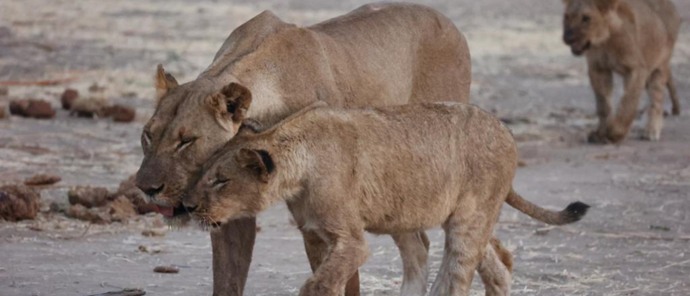 Machaba Safaris Deteema Springs Lioness Machaba Safaris Deteema Springs Lioness