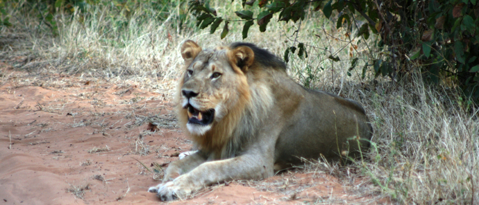Machaba Safaris Ngoma Safari Lodge Lion Machaba Safaris Ngoma Safari Lodge Lion
