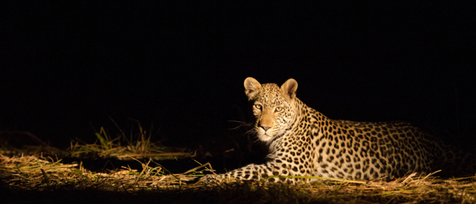 Leopard At Night.jpg Leopard At Night.jpg