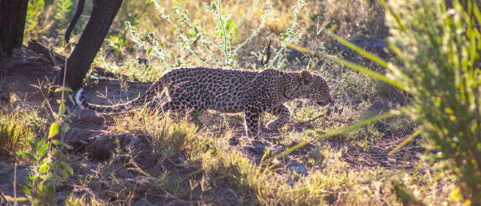 Machaba Ingwe Pan Camp Wildlife Sightings June 2025 Leopard Looking For Water Machaba Ingwe Pan Camp Wildlife Sightings June 2025 Leopard Looking For Water