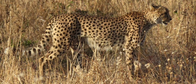 Machaba Deteema Springs Camp Wildlife Sightings July 2025 Cheetah In Zimbabwe Machaba Deteema Springs Camp Wildlife Sightings July 2025 Cheetah In Zimbabwe