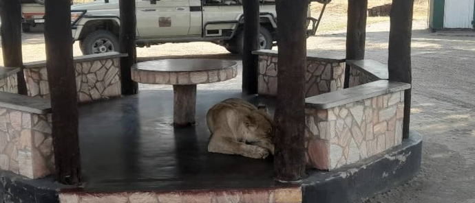 Machaba Verneys Camp Wildlife Sightings October 2025 Lion In Picnic Area