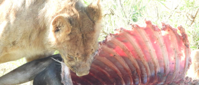 Machaba Kiri Camp Wildlife Sightings May 2026 Lioness Feeding In The Okavango
