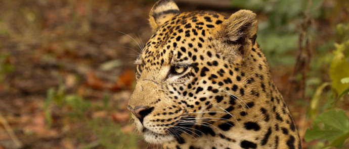 Kiri Camp Leopard Okavango Machaba Safaris Kiri Camp Leopard Okavango Machaba Safaris