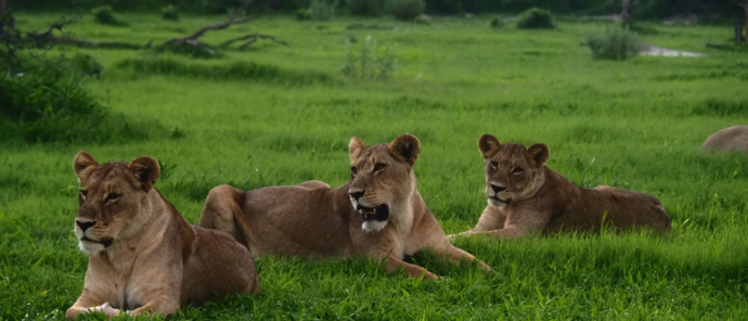 Three lionesses deciding not to hunt nearby impalas near Gomoti Plains Camp Three lionesses deciding not to hunt nearby impalas near Gomoti Plains Camp