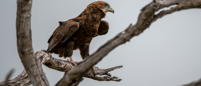 Machaba Gomoti Plains Camp Wildlife Sightings March 2026 Bateleur Eagle
