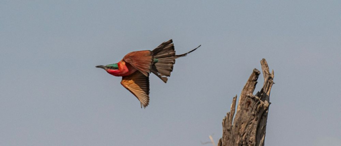 Machaba Safaris Okavango Delta Fly In Bird Watching Bee Eater