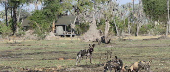 Machaba Botswana Okavango Delta Gomoti Plains Wild Dogs Sightings November 2019 Machaba Botswana Okavango Delta Gomoti Plains Wild Dogs Sightings November 2019
