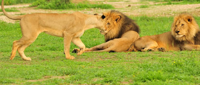 Zimbabwe Hwange National Park Deteema Springs Camp Wildlife Sightings December 2020 Two Male Lion Zimbabwe Hwange National Park Deteema Springs Camp Wildlife Sightings December 2020 Two Male Lion