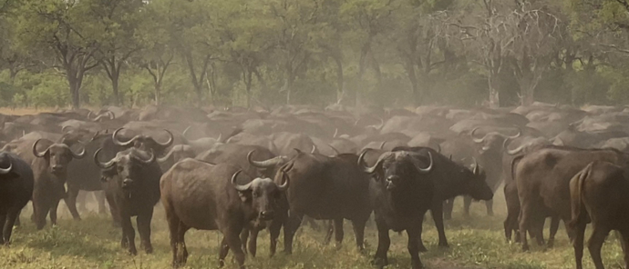 Botswana Okavango Delta Machaba Camp Wildlife Sightings Herd Of Buffalo Botswana Okavango Delta Machaba Camp Wildlife Sightings Herd Of Buffalo