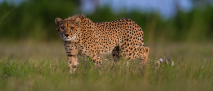Botswana Kiri Camp Cheetah Botswana Kiri Camp Cheetah