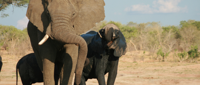 Elephant Herd Verneys