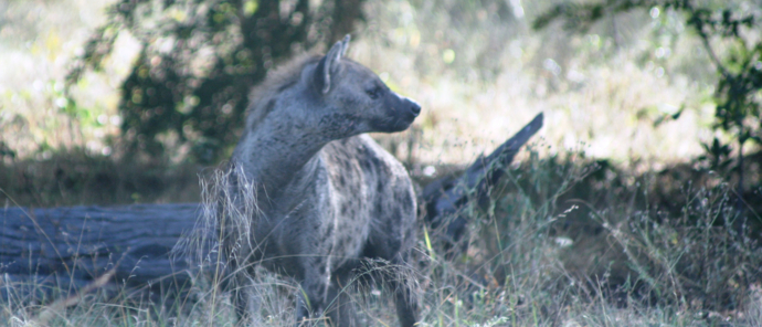 Botswana Ngoma Safari Lodge Hyena Botswana Ngoma Safari Lodge Hyena
