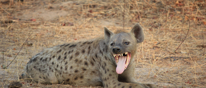 Ingwe Pan Wildlife Sightings September 2024 Hyena Ingwe Pan Wildlife Sightings September 2024 Hyena