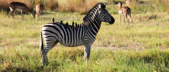 Machaba Ngoma Safari Lodge Wildlife Sightings December 2025 Zebra In Grassland