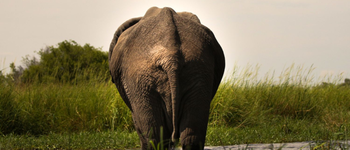 A elephant moves through teh shallow waters of teh Okavango Delta