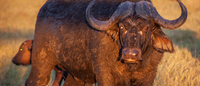 Machaba Safaris Botswana Safaris Gomoti Plains Willdife Stories September 2022 Wildlife Buffalo Machaba Safaris Botswana Safaris Gomoti Plains Willdife Stories September 2022 Wildlife Buffalo