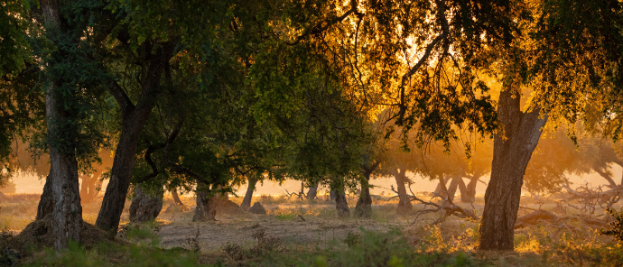 Zimbabwe Mana Pools Mana River Camp Warm Spring Zimbabwe Mana Pools Mana River Camp Warm Spring