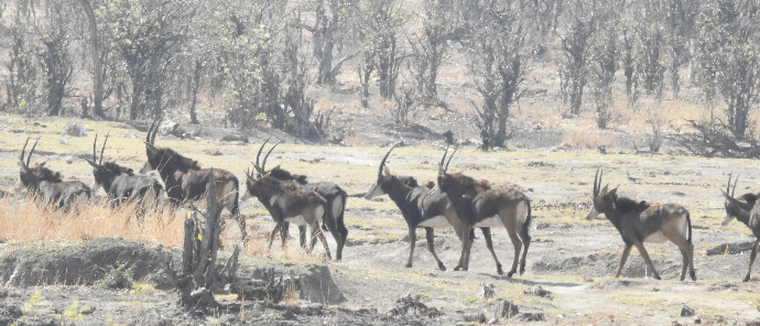 Machaba Deteema Springs Wildlife Sighting Sable Machaba Deteema Springs Wildlife Sighting Sable