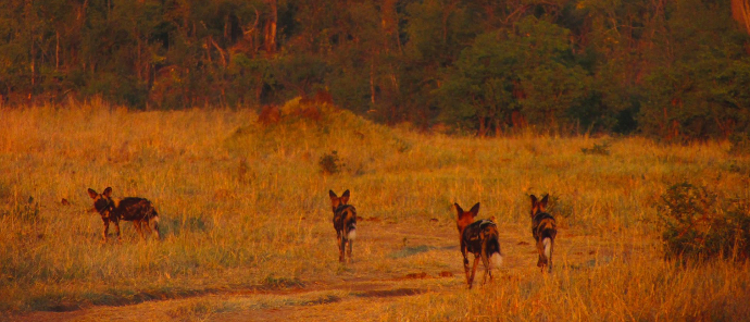 Wild Dogs at Deteema Springs Wild Dogs at Deteema Springs