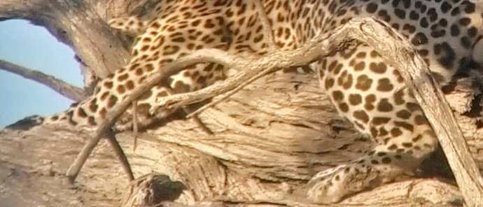 Machaba Camp Wildlife Sightings October 2024 Leopard In Tree Machaba Camp Wildlife Sightings October 2024 Leopard In Tree