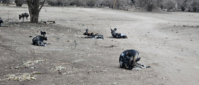 Machaba Mana Pools October Sightings Wild Dogs Sleeping Machaba Mana Pools October Sightings Wild Dogs Sleeping