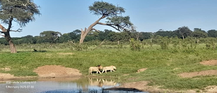 A mating pair of lions after having a drink of water A mating pair of lions after having a drink of water