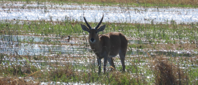 Machaba Kiri Camp Wildlife Sightings June 2025 Waterbuck In The Okavango Floodplains Machaba Kiri Camp Wildlife Sightings June 2025 Waterbuck In The Okavango Floodplains