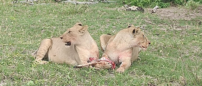 Machaba Botswana Okavango Delta Monachira Camp Wildlife Sightings November 2025 Lions