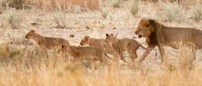 Machaba Deteema Springs Camp Wildlife Sightings April 2026 Lions In Hwange National Park