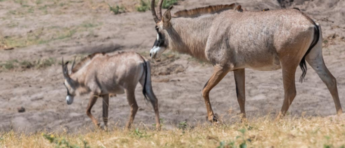 Roan antelope have been seen moving back towards Verney's Camp with their calves.